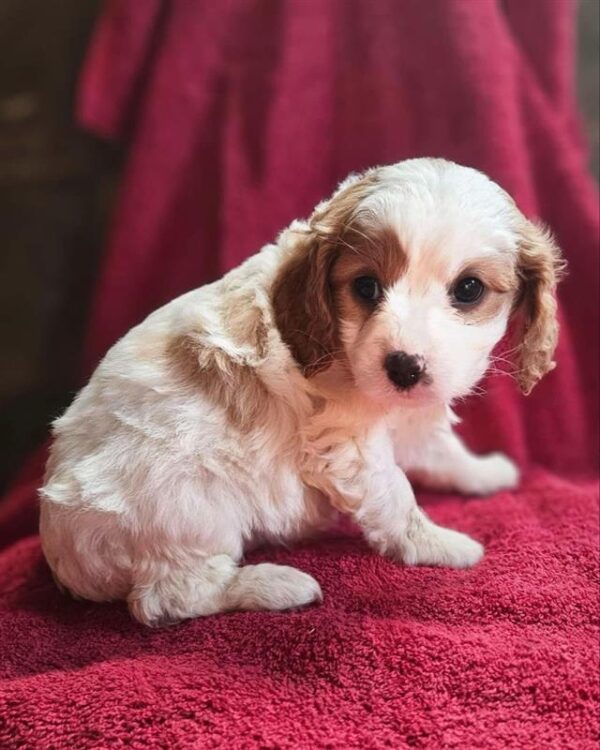 Female 1 Mini Poodle