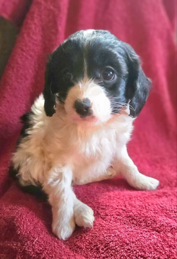 Female 2 Mini Poodle