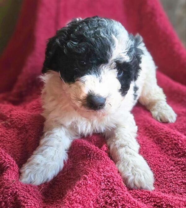 Female 3 Mini Poodle
