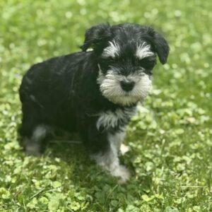 Female 1 Mini Schnauzer