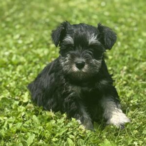 Female 2 Mini Schnauzer