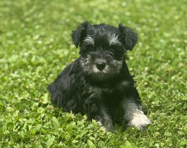 Female 2 Mini Schnauzer