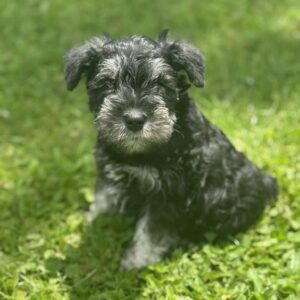 Male 1 Mini Schnauzer