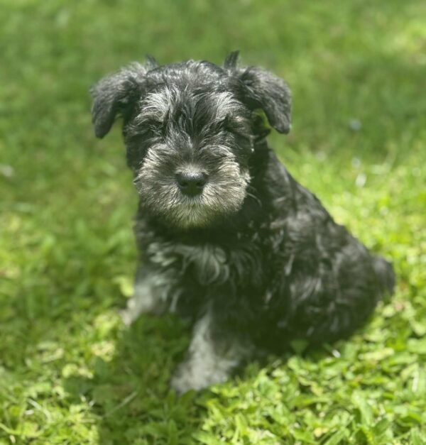 Male 1 Mini Schnauzer