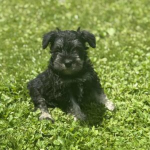 Male 2 Mini Schnauzer