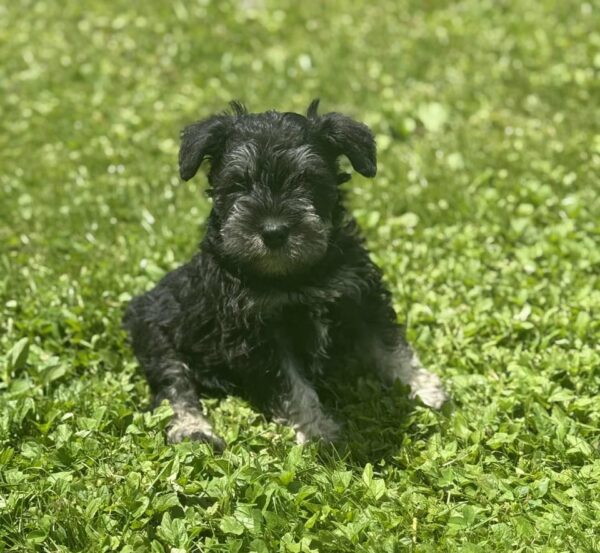Male 2 Mini Schnauzer