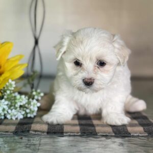 Female 1 Maltese