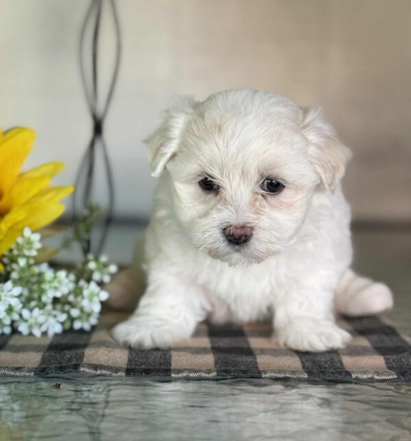 Female 1 Maltese