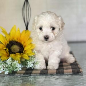 Female 2 Maltese