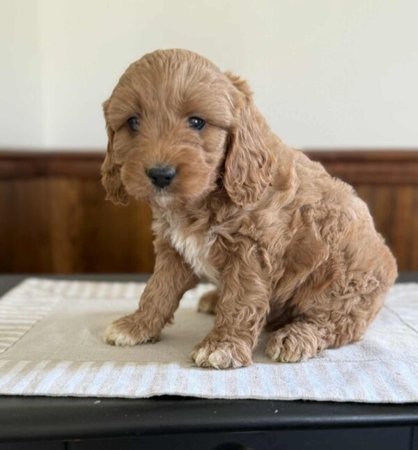 Male 1 Cavapoo