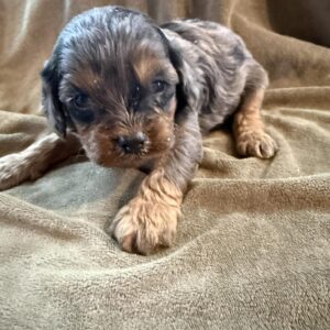 Cavapoo Male 1