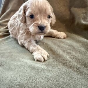 Cavapoo Female 1