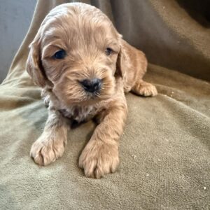 Cavapoo Male 2
