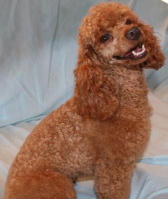 riley-male-poodle